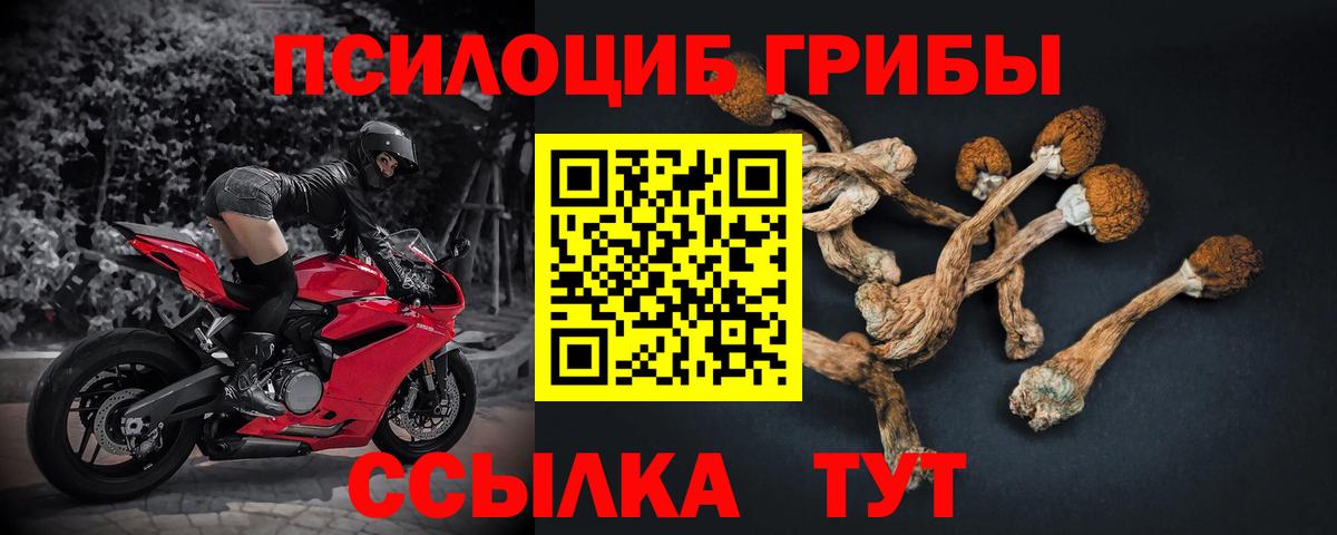 Сланцы  Псилоцибиновые грибы Cubensis  Вход с VPN 